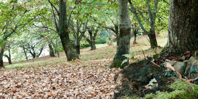 Salvaguardare i castagneti in Fvg, proposta di legge