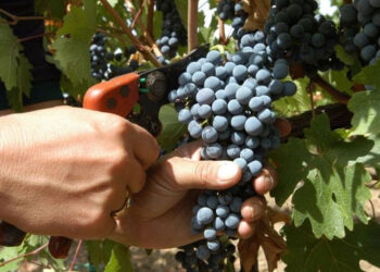 Sarà una buona vendemmia