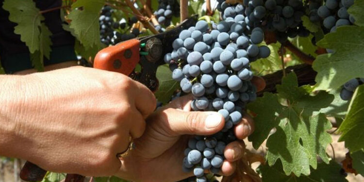 Sarà una buona vendemmia