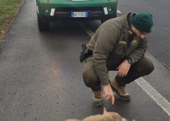 Sciacallo dorato investito in tangenziale