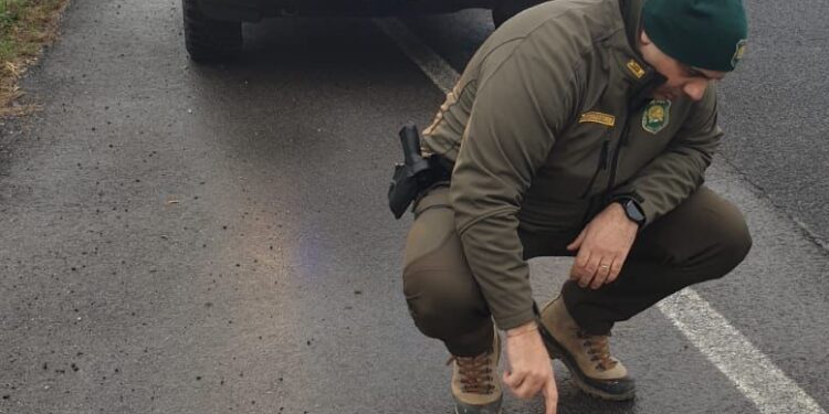 Sciacallo dorato investito in tangenziale