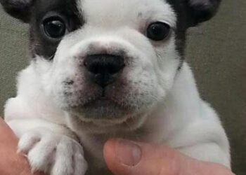 Sequestrati cuccioli illegali del valore di 60 mila euro