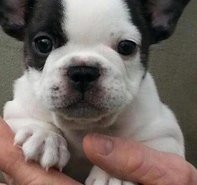 Sequestrati cuccioli illegali del valore di 60 mila euro