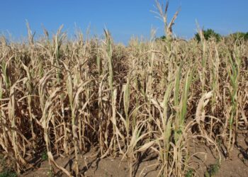 Siccità, Confcooperative Fvg: allarme raccolti e costi dell’energia