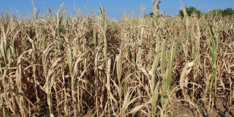 Siccità, Confcooperative Fvg: allarme raccolti e costi dell’energia