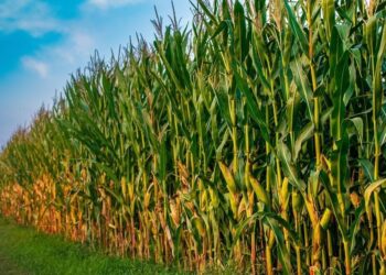 Siccità: a Pordenone sospesa l’acqua a mais e soia