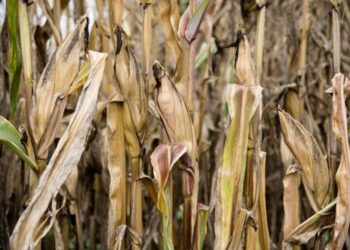 Siccità, perdura l’allarme