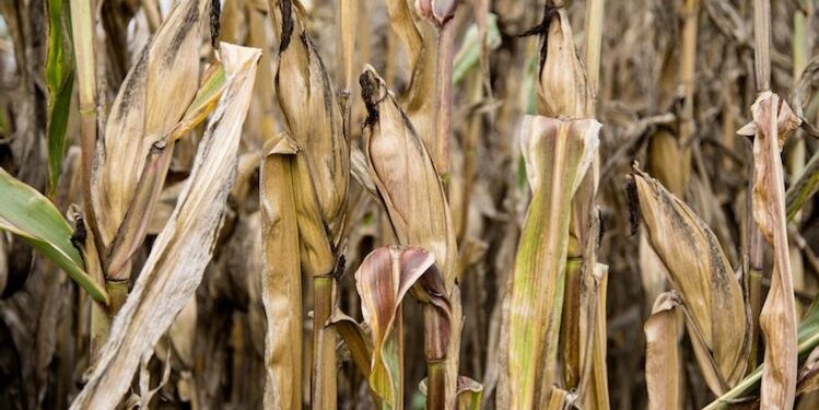 Siccità, perdura l’allarme