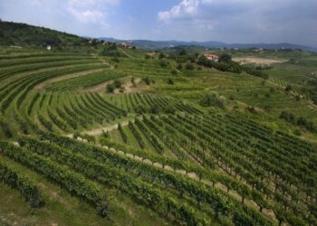 Slow wine per una Doc transfrontaliera da Cividale all’Istria