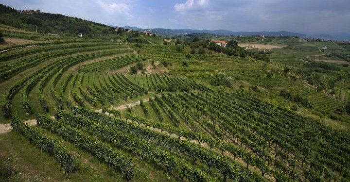 Slow wine per una Doc transfrontaliera da Cividale all’Istria