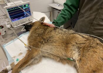 Soccorso e curato lo sciacallo Sergio