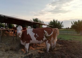 Troppo caldo, e le mucche non danno latte