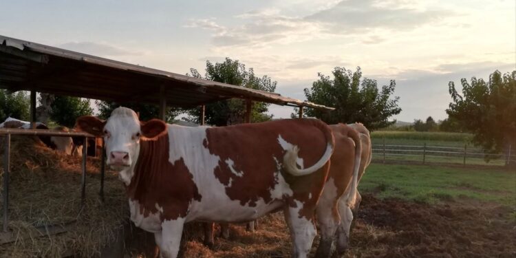 Troppo caldo, e le mucche non danno latte