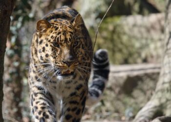 Un leopardo dell’Amur a Lignano