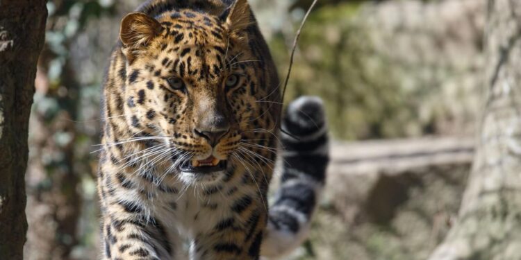 Un leopardo dell’Amur a Lignano