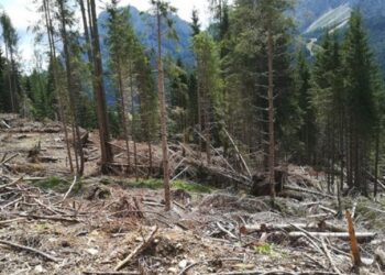 Vaia, arrivano i fondi per le chiese di Illegio, Ovaro e Lignano
