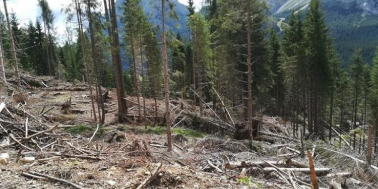 Vaia, arrivano i fondi per le chiese di Illegio, Ovaro e Lignano