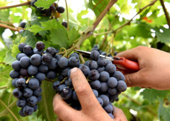 Vendemmia dal 20 agosto, ottima la qualità