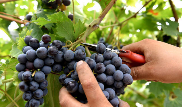Vendemmia dal 20 agosto, ottima la qualità