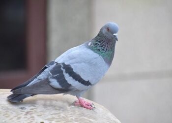 West Nile, altri animali infetti a Palmanova e Udine