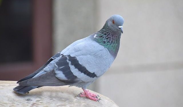 West Nile, altri animali infetti a Palmanova e Udine