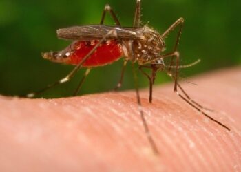 West Nile, disinfestazioni in 9 Comuni