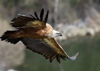 Riserva di Cornino, sei grifoni ritrovano la libertà