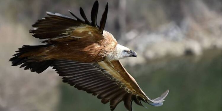 Riserva di Cornino, sei grifoni ritrovano la libertà