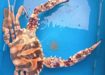 Un nuovo intruso nel mar Adriatico, è il granchio crocifisso