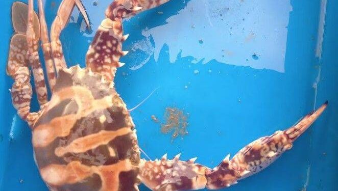 Un nuovo intruso nel mar Adriatico, è il granchio crocifisso