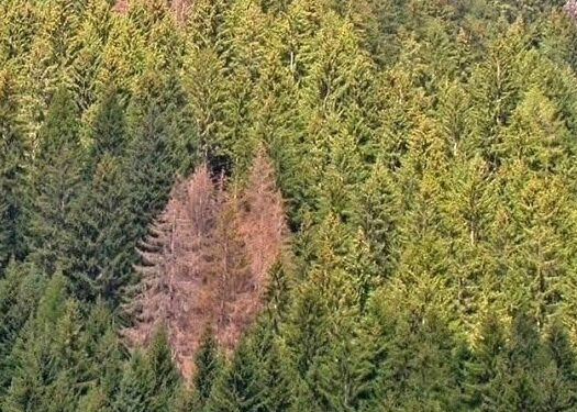 Danni da Bostrico, un nuovo provvedimento regionale per gli indennizzi