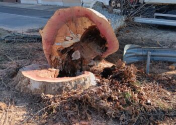 Paderno, abbattuto un albero pericoloso