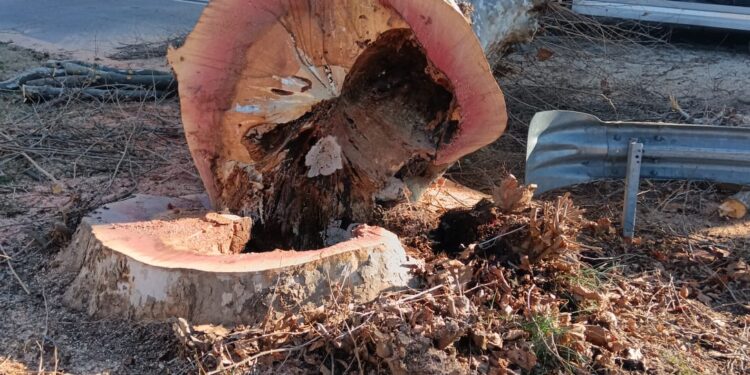 Paderno, abbattuto un albero pericoloso