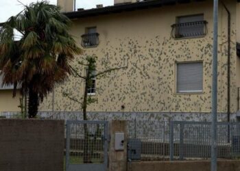 Mortegliano. Ancora attesa per gli indennizzi sui danni della grandinata