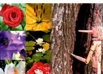 La guida insolita delle piante al Mulin di Basandiele