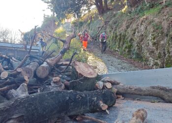 Abbattuto un faggio in Castello. In arrivo 1.100 nuovi alberi