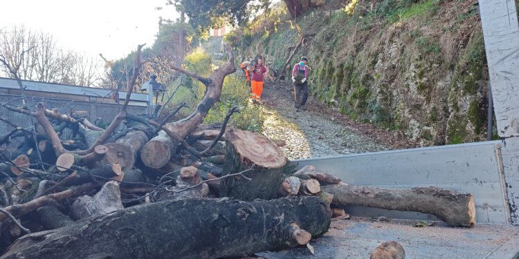 Abbattuto un faggio in Castello. In arrivo 1.100 nuovi alberi