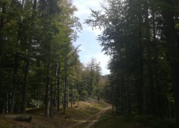 Foreste, 15 proprietari fanno gruppo per la gestione sostenibile