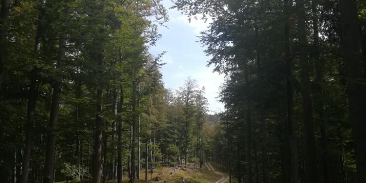 Foreste, 15 proprietari fanno gruppo per la gestione sostenibile