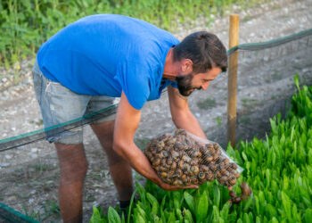 Bava di lumaca per i cosmetici e piatti gourmet. Le chiocciole? «Cibo del futuro»