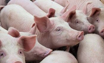 In Friuli primo caso di peste suina africana