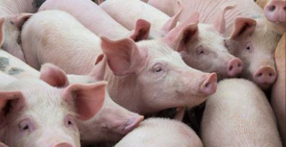 In Friuli primo caso di peste suina africana