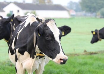 Animali, uomo, ambiente, quale equilibrio? Convegno di agronomi e forestali a Udine