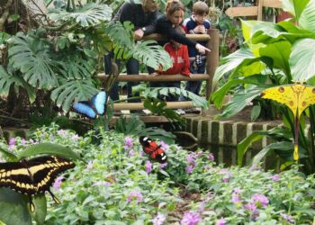 Bordano. Riaperta la “Casa delle farfalle”