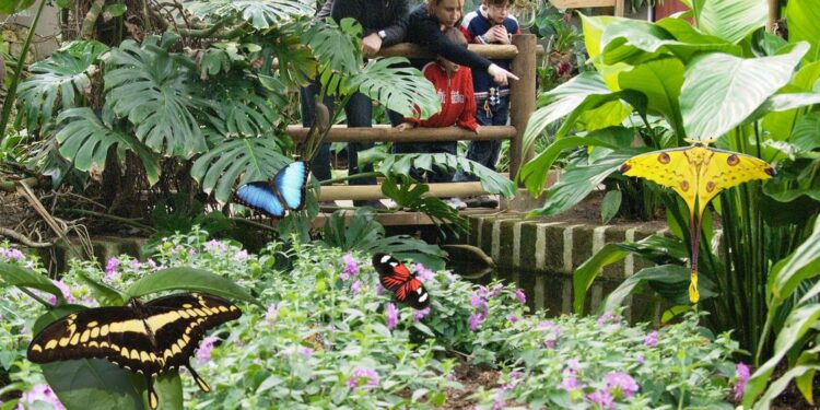 Bordano. Riaperta la “Casa delle farfalle”