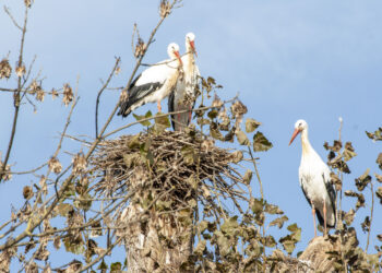 A Fagagna l’Oasi dei Quadris riapre a Pasqua