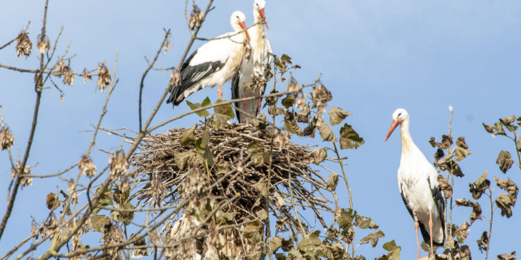 A Fagagna l’Oasi dei Quadris riapre a Pasqua