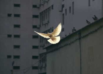 Ogni lunedì sera a Udine, Rosario per la Pace