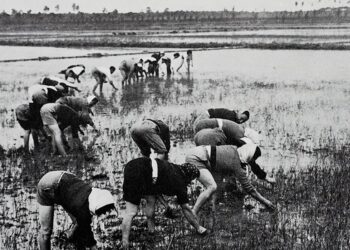 La storia delle mondine friulane in uno spettacolo di “Grado Teatro”