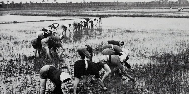 La storia delle mondine friulane in uno spettacolo di “Grado Teatro”